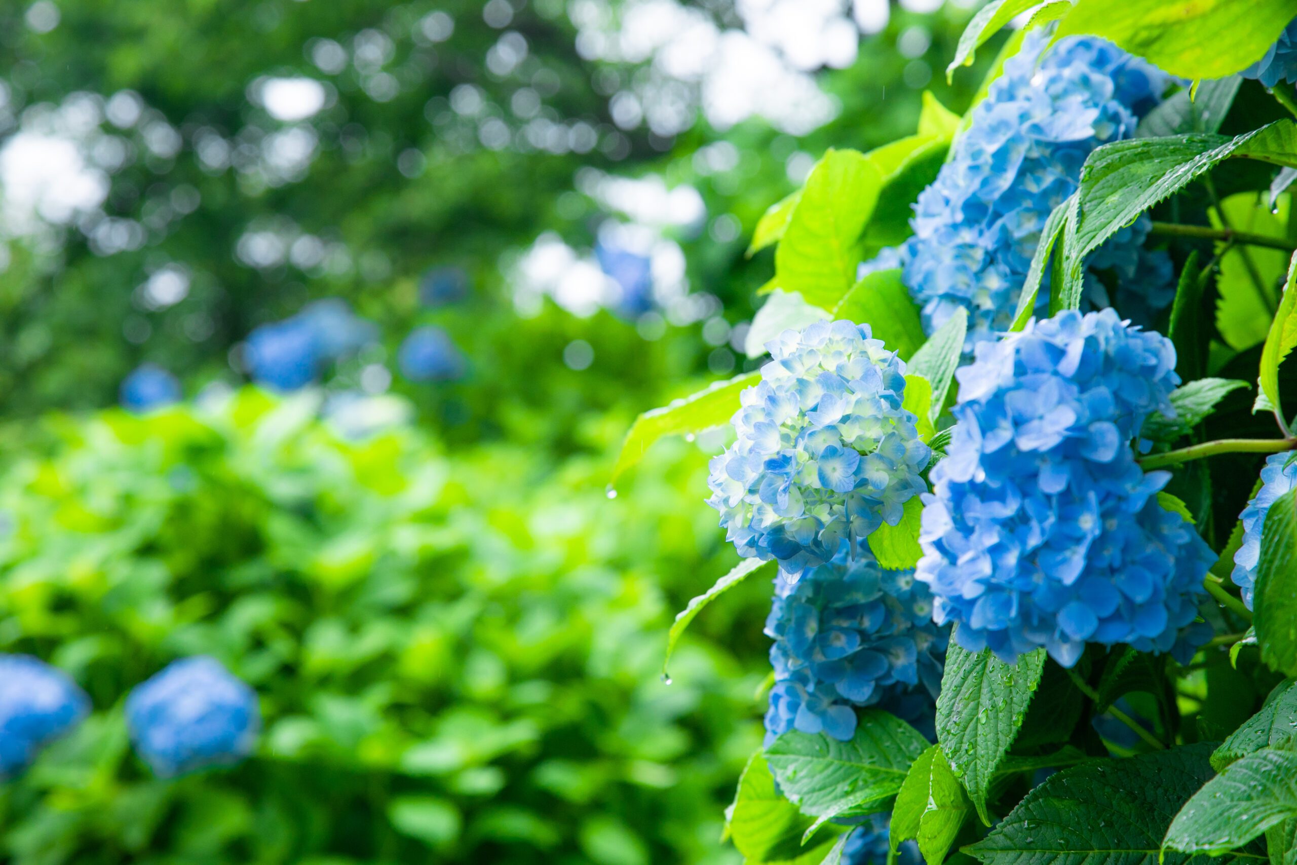 アーユルヴェーダの梅雨の過ごし方｜だるさ・むくみ・不調を整える7
