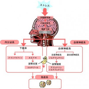 カリキュラム徹底解剖】解剖生理学 | 英国アーユルヴェーダカレッジ